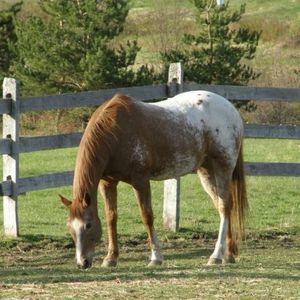 Meet your Posher, Martha